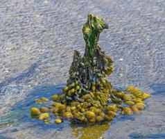 bladderwrack or seaweed --Fucus vesiculosus-- at North Sea,North Frisia,Wattenmeer,Germany photo