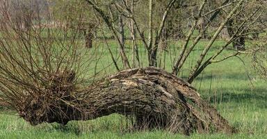 common osier or pollard willow tree --Salix viminalis-- in Rhineland, Germany photo