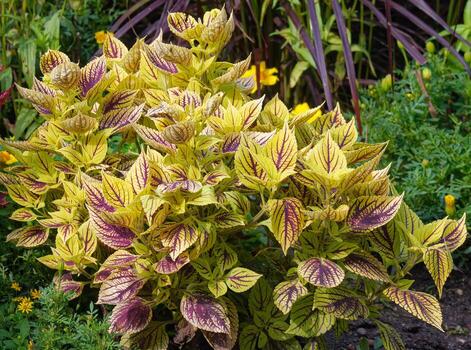 coleus --solenostemom scutellarioides--,alemania foto
