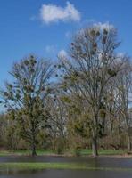 Urdenbacher Kaempe Nature Reserve,old Rhine floodplain,Duesseldorf,Germany photo