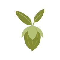 vector plano de icono de hoja de jojoba. hierba aromática