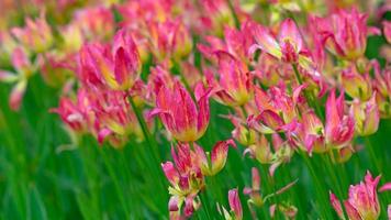 flor de tulipán, foto creativa de flores de tulipanes en un fondo genial