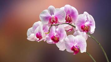 fondo de orquídea floral creativa, flores de orquídeas