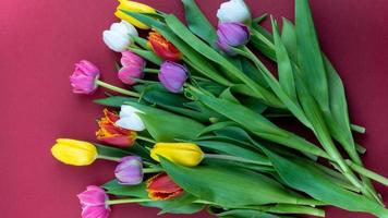 Tulip Flower, Creative Photo Of Tulips Flowers In a Cool Background