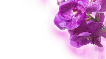 Creative Floral Orchid Background, Orchids Flowers