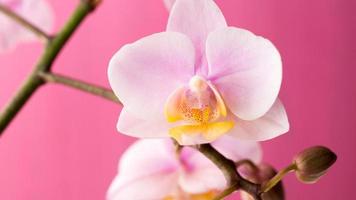 fondo de orquídea floral creativa, flores de orquídeas