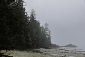 bosque de niebla en la playa foto