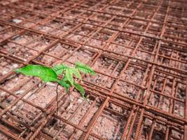 Close-up view of a plant growing amongst the rusty steel bars photo