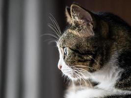 Close-up of a domestic cat photo