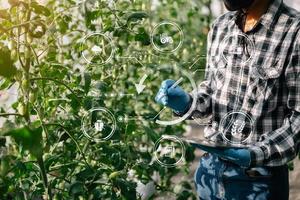 Agriculture uses production control tablets to monitor quality vegetables and tomato at greenhouse. Smart farmer using a technology for studying photo