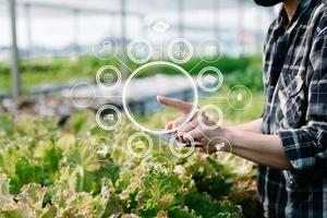 Man hands gardening lettuce in farm  with growth process and chemical formula on green background. With VR icon photo