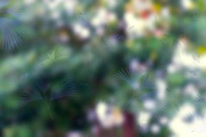 natural green bokeh abstract background,blurred textured photo