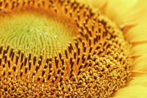 Sunflower flower with petals close-up in the form of patterns and full-screen textures as the background. photo