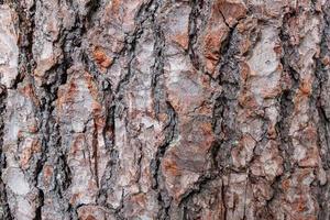 Pine tree bark texture. Close-up as a background in full screen photo