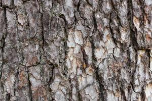 Pine tree bark texture. Close-up as a background in full screen photo