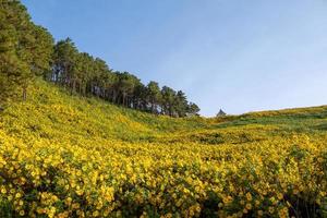 campo de girasol mexicano en tung bua tong mae hong son, Tailandia foto