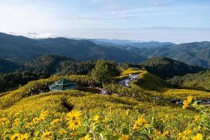 Mexican sunflower field at Tung Bua Tong Mae Hong Son ,Thailand photo