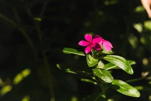 Madagascar periwinkle purple flowers in the garden with nature sunlight. photo