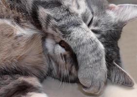 gato doméstico gris durmiendo foto