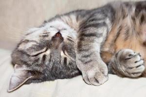 gato doméstico gris durmiendo foto