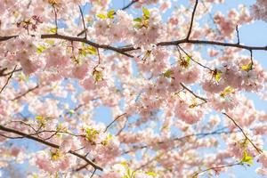 Blooming pink sakura tree against blue sky. Spring background photo