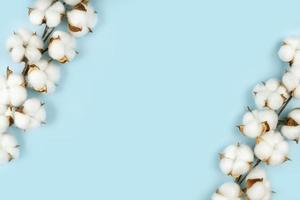 Branch of cotton flowers on blue background with copy space photo