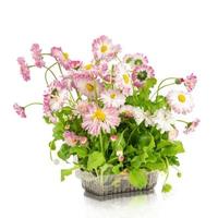 Pink daisy seedling in plastic container isolated on white background photo