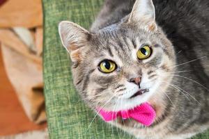 Portrait of gray domestic cat photo