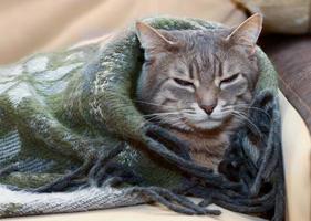 Portrait of domestic tabby cat sleeping in a blanket photo