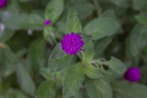 Top view purple Globe Amaranth or Bachelor Button flower for background. photo