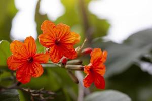 flor de cordia naranja o árbol geiger florece con luz solar en el jardín. foto