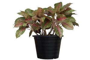 Aglaonema or Chinese Evergreen plants in black plastic pot isolated on white background included clipping path. photo