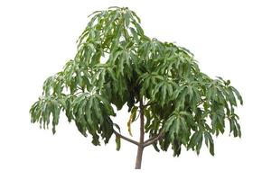 Small mango tree is growing in the garden isolated on white background included clipping path. photo