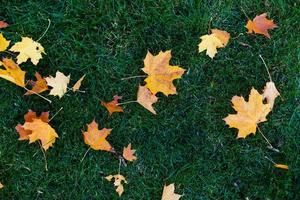 el otoño llegó a la ciudad, la naturaleza urbana. primeras hojas amarillas en plaza, jardín público. hojas caídas y hierba en gotas de lluvia. caminar en el parque, estado de ánimo otoñal.