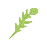 Ruccola icon flat vector. Arugula salad vector