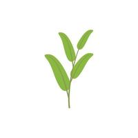 Aromatic sage icon flat vector. Leaf plant vector