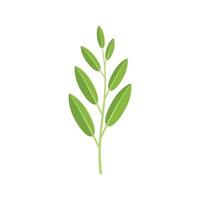 Sage plant icon flat vector. Herb leaf vector