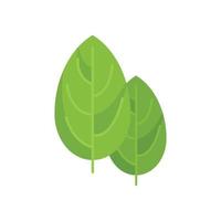 Botanical basil icon flat vector. Herb leaf vector