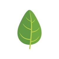 Aromatic basil icon flat vector. Spice leaf vector