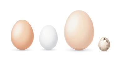 Realistic Detailed 3d Different Types and Sizes Eggs Set. Vector