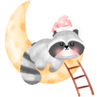 Cute Raccoon illustration png