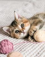 Cute Scottish Straight kitten playing with balls of yarn photo