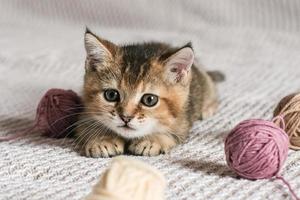 Cute Scottish Straight kitten playing with balls of yarn photo