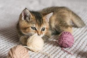 Cute Scottish Straight kitten playing with balls of yarn photo