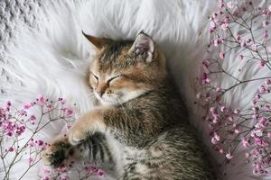 Cute Scottish Straight kitten and pink flowers on a white blanket. photo