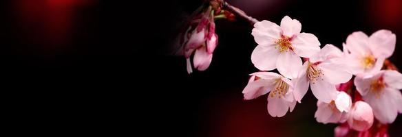 Real pink sakura flowers or cherry blossom close-up. photo