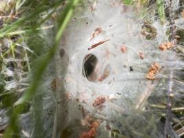 Cobweb or spider web nest vortex in green grass with tiny fallen leaves on the ground photo