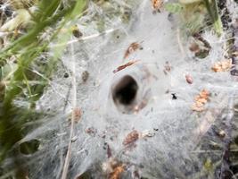 Cobweb or spider web nest vortex in green grass with tiny fallen leaves on the ground photo