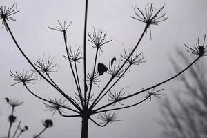 obra de arte de hogweed salvaje en el cielo de invierno. Arte abstracto de fotografía en blanco y negro. foto