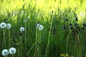 Confrontation of white fluffy dandelions and closed bud dandelions in front of green grass on park lawn on sunny day photo